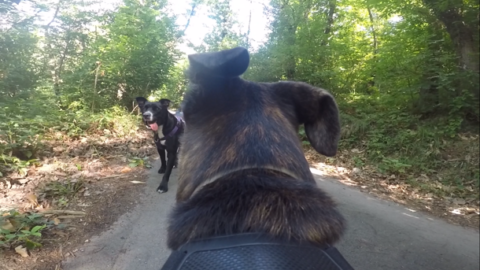 La prospettiva del cane Frisk: passeggiando sulle alture di Bolzaneto – Il Secolo XIX