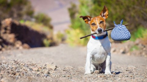 Cani e sicurezza: cosa rischio se non osservo la legge? – La Legge per Tutti