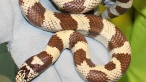 Milano, un boa albino di un metro e mezzo a spasso nel cortile … – La Repubblica