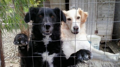Dal Comune di Sennori arriva un contributo per adottare cani … – SardiniaPost