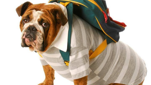 Siamo così sicuri che educare il nostro cane sia a favore del suo … – Valledaostaglocal.it