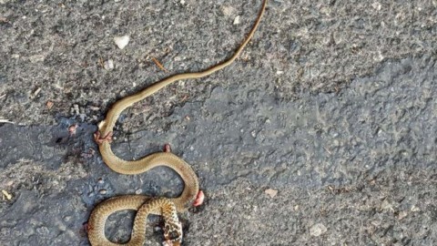 Santa Maria di Licodia, serpente in via Privitera | YVII 24 – Yvii24.it (Comunicati Stampa) (Blog)