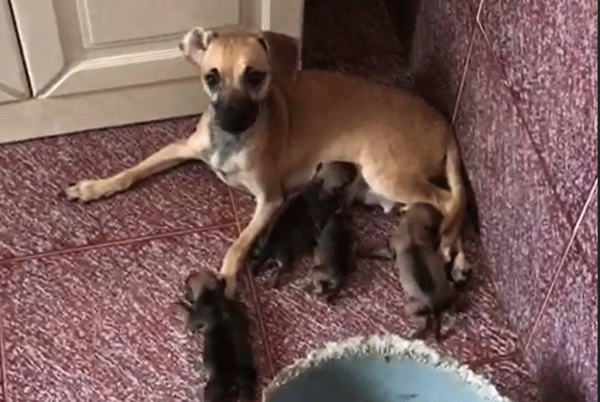 Arcore, 22 cani prigionieri in casa. Enpa e Polizia Locale li salvano