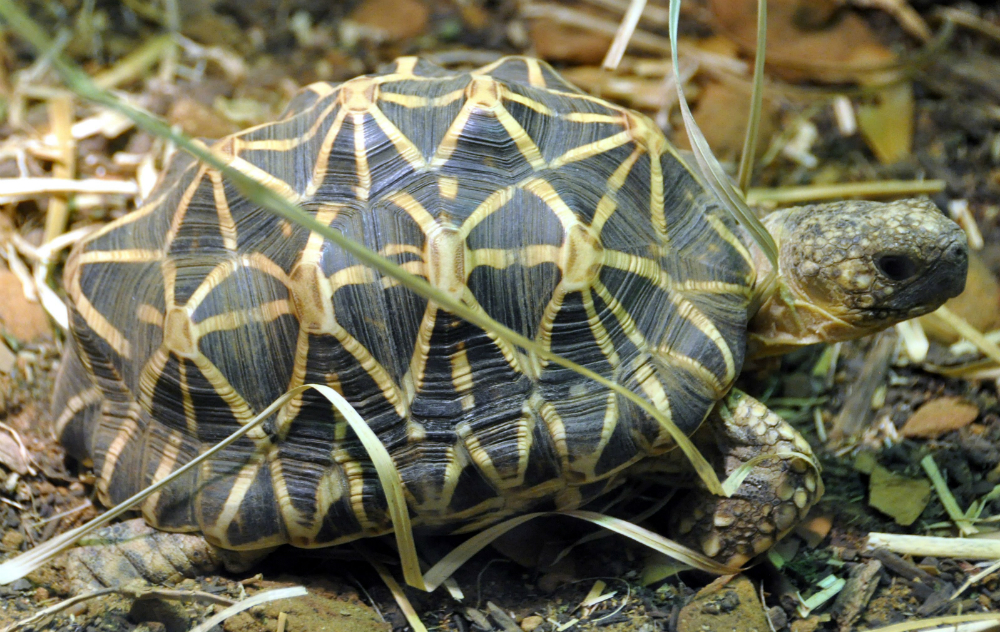 Tartarughe di terra: tutte le specie