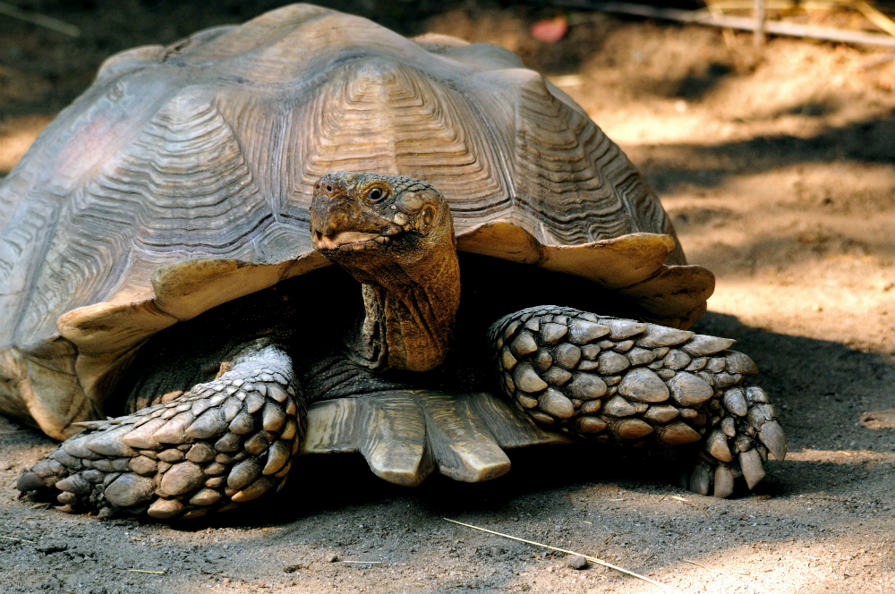 Tartarughe di terra: tutte le specie
