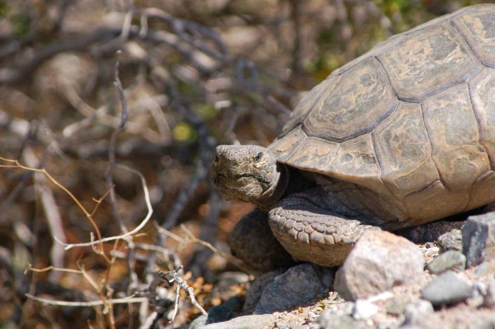 Tartarughe di terra: tutte le specie