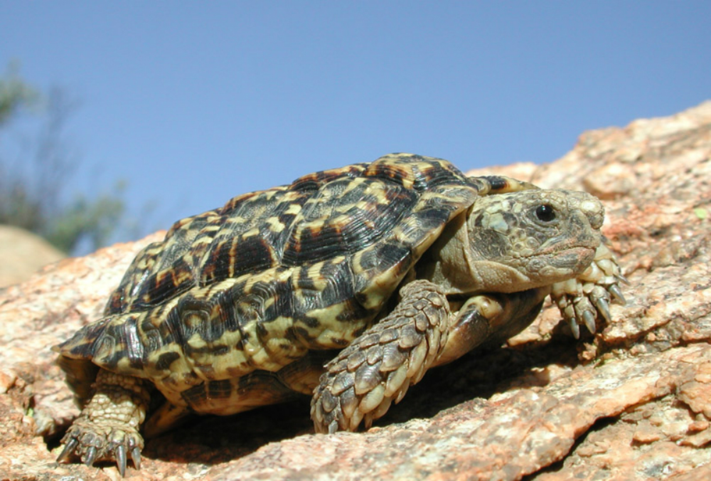Tartarughe di terra: tutte le specie