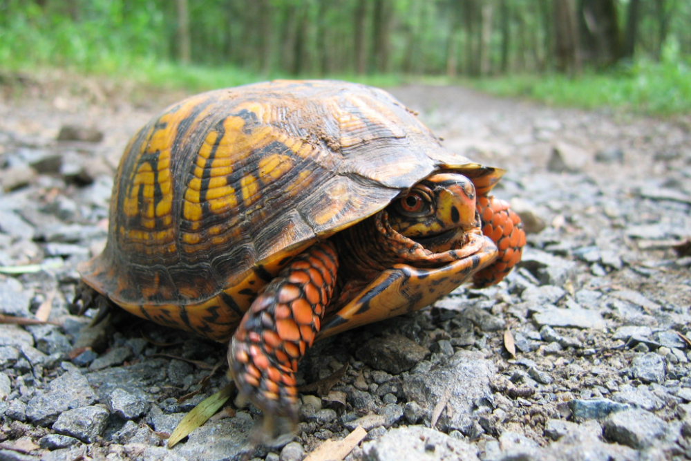 Tartarughe di terra: tutte le specie