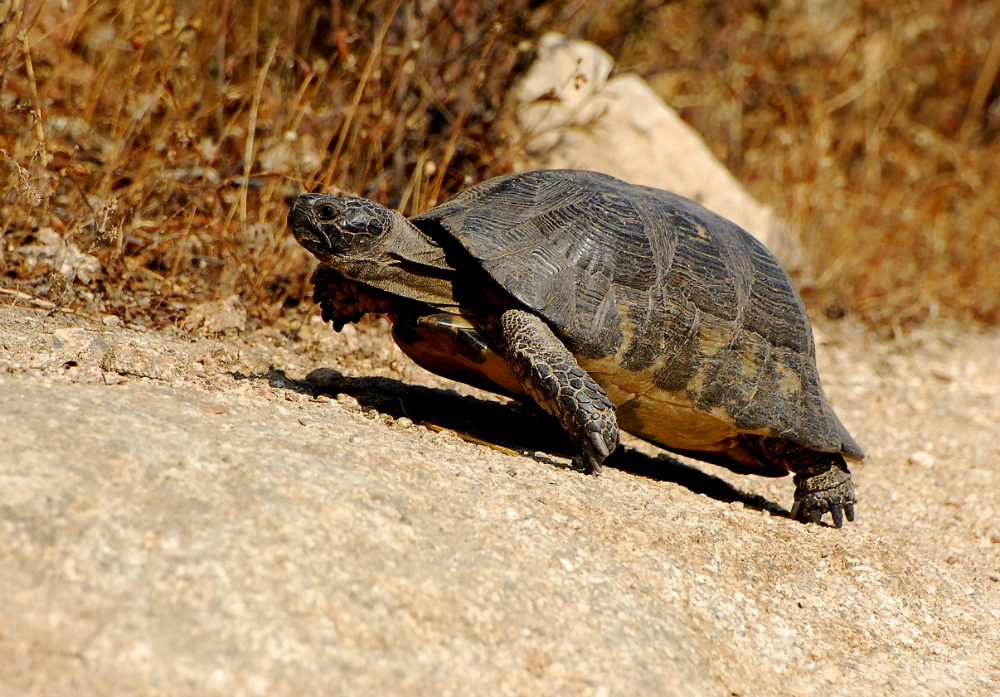 Tartarughe di terra: tutte le specie