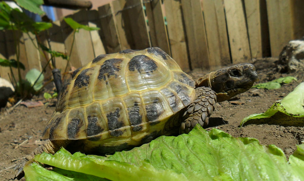 Tartarughe di terra: tutte le specie