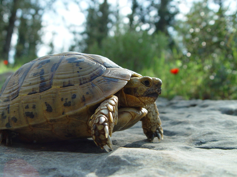 Tartarughe di terra: tutte le specie
