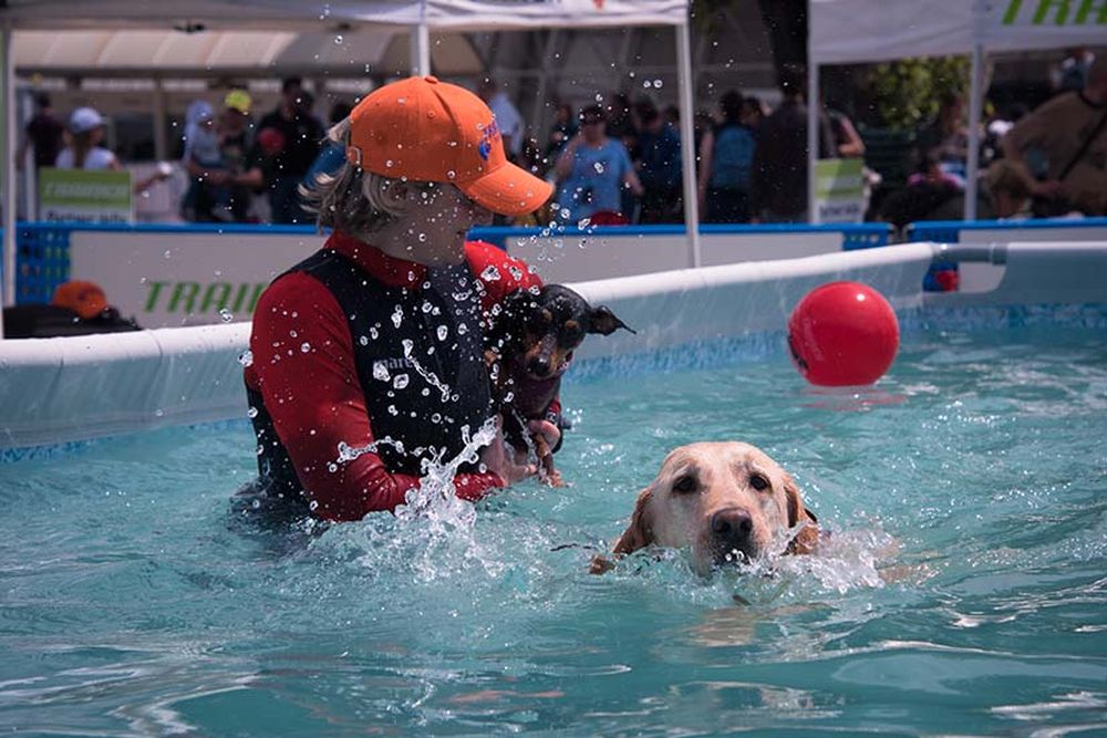 “QuattroZampeInFiera”: a Napoli l’evento più atteso per cani e gatti