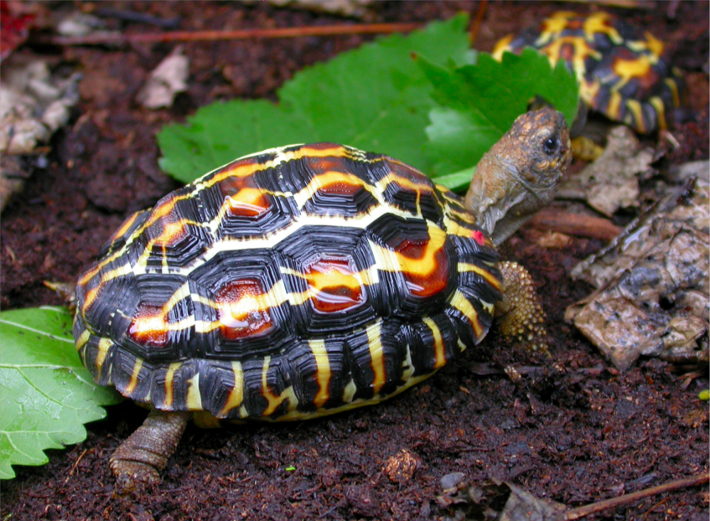 Tartarughe di terra: tutte le specie