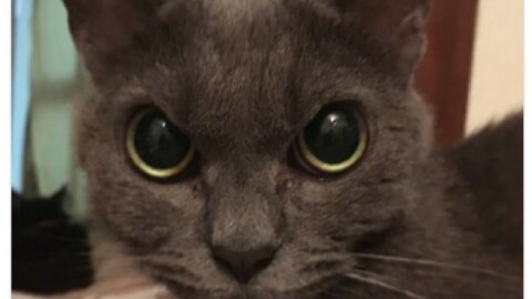 Vi presentiamo Shamo, il gatto più arrabbiato del mondo! – 105.net