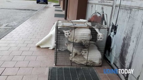 9 gatti domestici abbandonati in tre gabbie a Martignacco – Udine Today