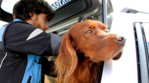 Pet detective: arriva il servizio per ritrovare cani e gatti smarriti – FoxLife
