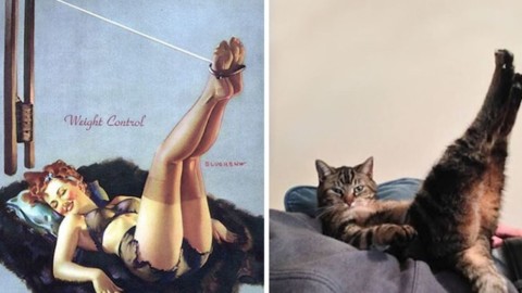 50 foto di gatti irresistibili che posano come pin-up – FoxLife