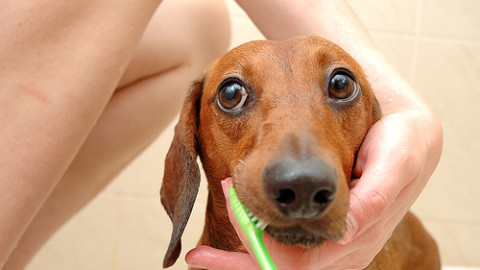 Prenditi cura del “sorriso” del tuo cane! – Petpassion.tv
