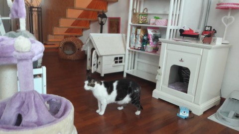 A Milano pet therapy per bambini e “cat-yoga” nel loft costruito su … – Il Sole 24 Ore