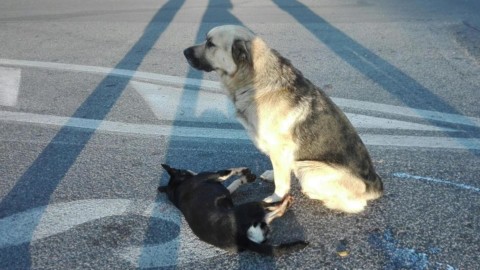 Roma, un cane veglia per ore l'”amico” morto investito sulla Tuscolana – Il Sole 24 Ore