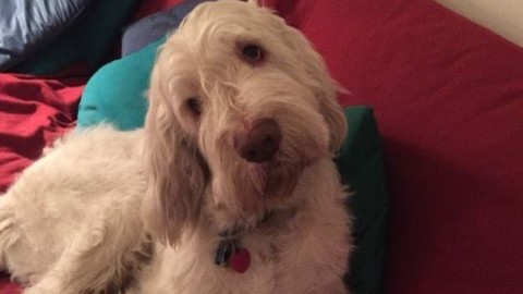 I cani ci amano: parola di scienziato – Il Gazzettino