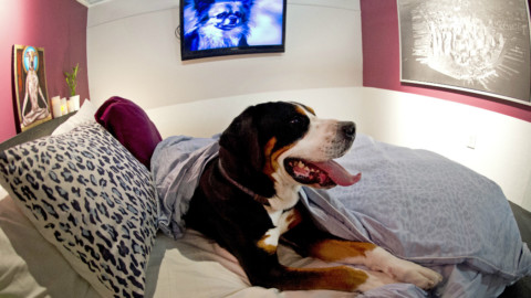 Ok, potete dormire con il vostro cane (ma non nello stesso letto) – Wired.it