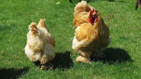 ​La gallina è la migliore amica dell'uomo – R101