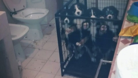Milano, polizia locale libera cuccioli di cane da un appartamento – Sky Tg24