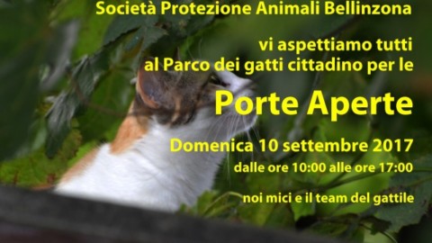 Gatti a gogò – Ticino News