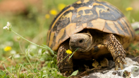 Tartarughe di terra: tutte le specie – Velvet Pets
