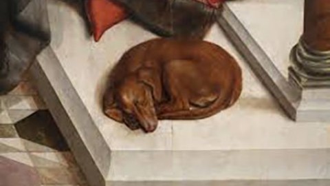 Animali: quanto e come dorme un cane! – ChiamamiCittà