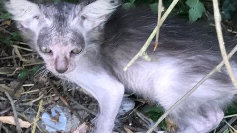Dolce e rarissimo, 'Zenzero' si presenta: nato a Fermo un gattino Lycoi – Cronache Fermane (Satira) (Comunicati Stampa) (Registrazione)