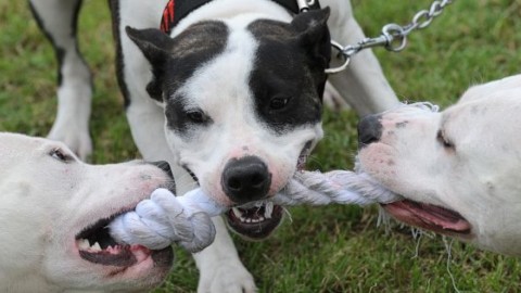 Bimba uccisa dai pitbull: patentino per i cani pericolosi? – Donna Moderna