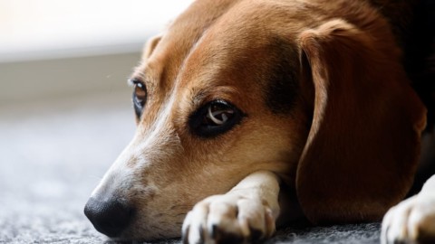 Arriva la prima Festa del Cane di Genova – GenovaToday