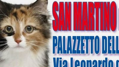 Esposizione internazionale di gatti: in palio il titolo di micio più bello … – Il Gazzettino