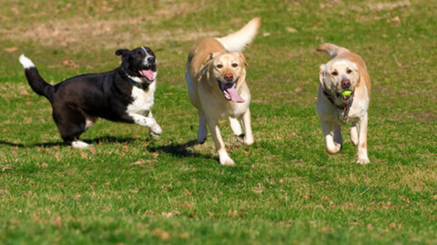 A Napoli pannelli solari per il Rifugio del Cane. E i fondi arrivano … – Il Mattino