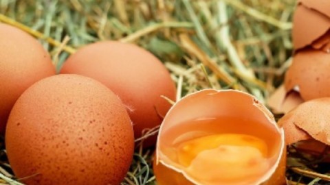Uova contaminate da Finopril, scatta il ritiro del Ministero della salute – Impronta Unika