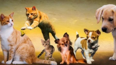 Animali domestici: possono viaggiare in aereo? – La Legge per Tutti