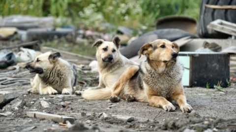 Cani randagi: addio risarcimenti per morsi e danni – La Legge per Tutti