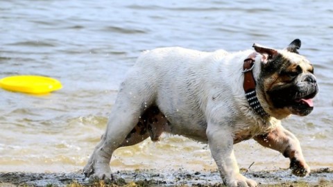 Il cane può stare su una spiaggia? – La Legge per Tutti