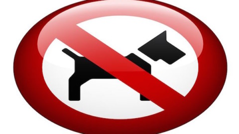 I cani possono entrare in ristoranti, bar e pizzerie? – La Legge per Tutti