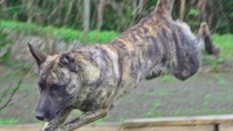 Sconcerto per il cane ucciso a colpi di pistola – La Nuova Provincia – Asti