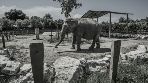 Rapporto ZOO. Indagine del 2015 sulla gestione degli animali
