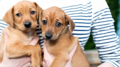 Beneficenza agli animali: il nuovo marketing dei pets – Libero Pensiero
