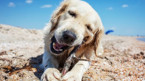 I comportamenti del cane ci fanno impazzire noi e la scienza – LifeGate