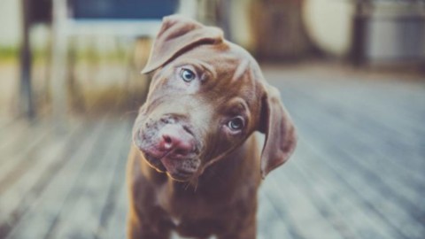 Curiosità: perché i cani inclinano la testa quando li parliamo? – Meteo Web