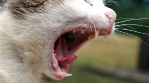 Animali, il veterinario: cosa fare se il gatto perde bava in auto – Meteo Web