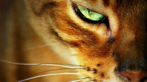Maurizio Platone: Universo felino tra la Magia e la Mitologia – newsbiella.it