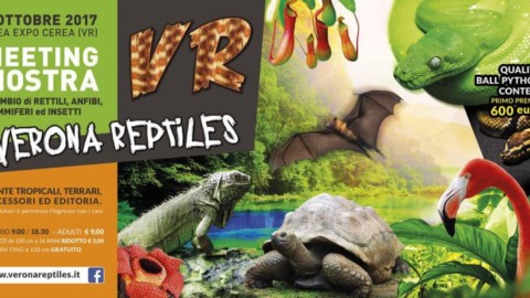 VERONA REPTILES IN FIERA CEREA DOMENICA 1 OTTOBRE – Radio Pico (Comunicati Stampa) (Blog)