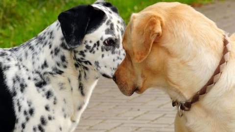Bassa Romagna, tante campagne a favore dei cani – RavennaToday